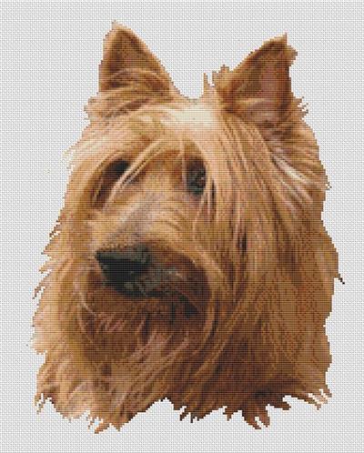 (image for) Australian Terrier